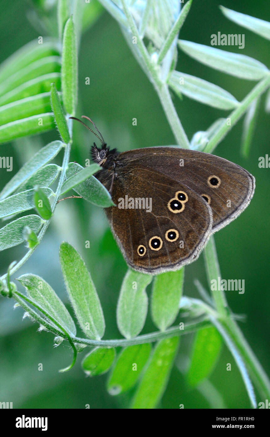 Ringel-Schmetterling in Ruhe. Dorset, UK Juni 2014 Stockfoto