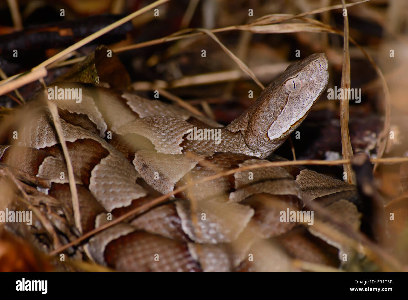 Coiled Copperhead Schlange bereit, zuzuschlagen / giftige Copperhead Schlange, aufgewickelt. Profil des Kopfes mit geschlitzten Augen und Wärme spüren Gruben Stockfoto