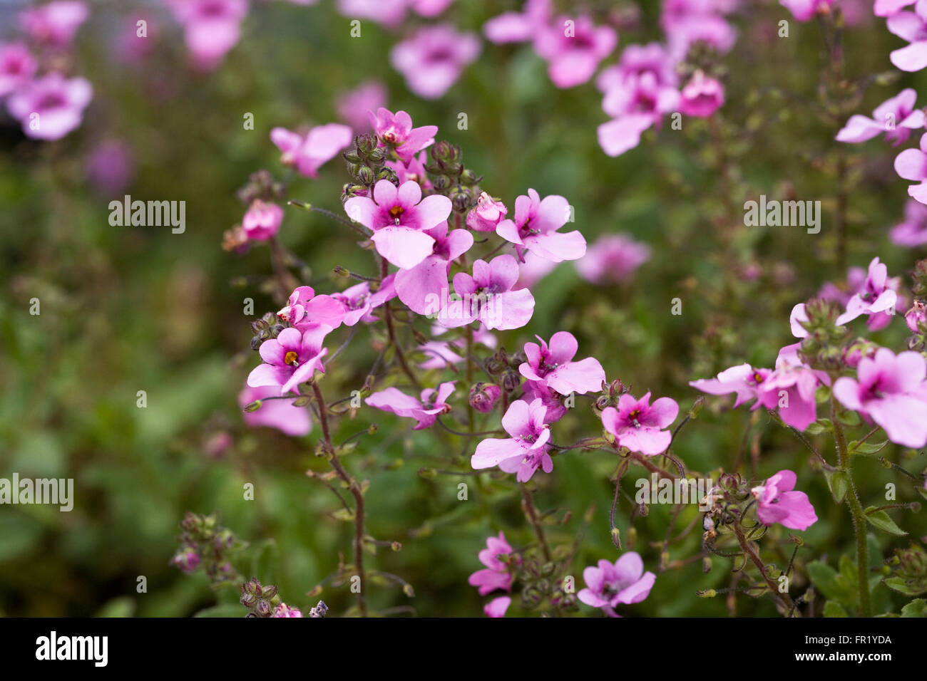Diascia "Flieder Belle" Blumen. Stockfoto