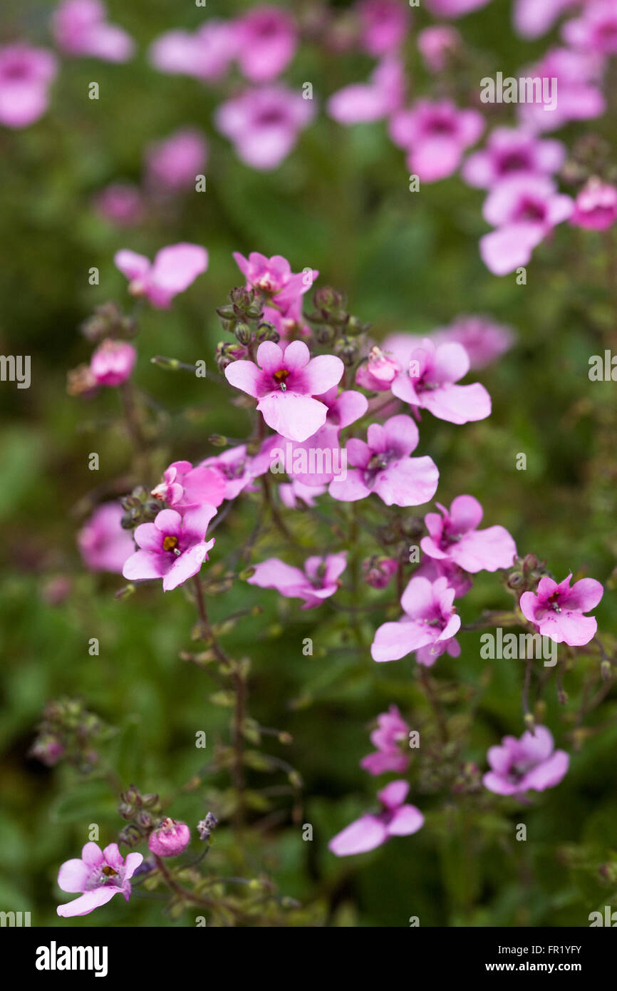 Diascia "Flieder Belle" Blumen. Stockfoto