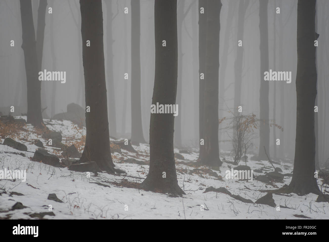 Wald im Nebel bei Tauwetter Sleza Mount verschönerte Park Stockfoto