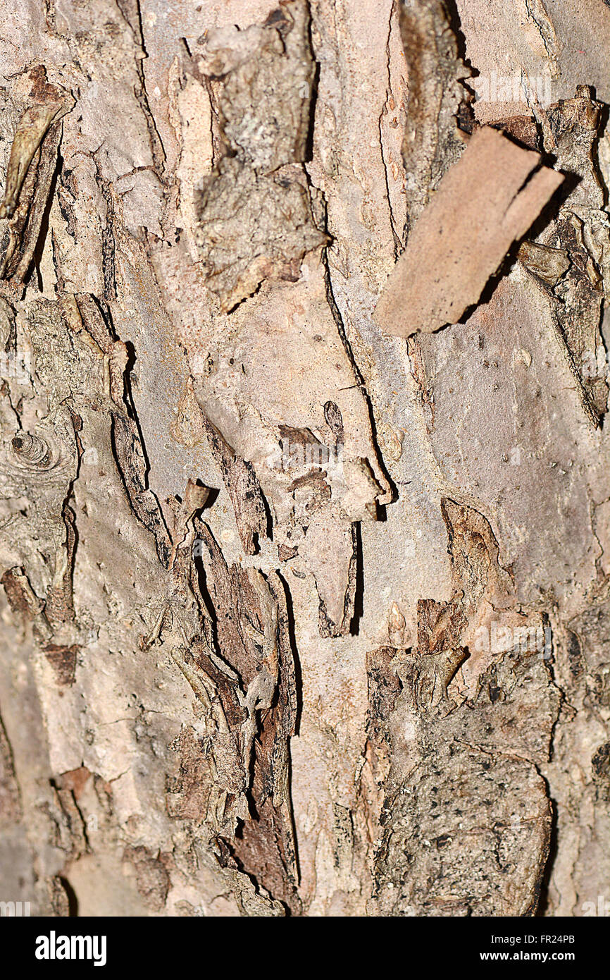 Beschaffenheit der Rinde Holz als natürlichen Hintergrund verwenden Stockfoto