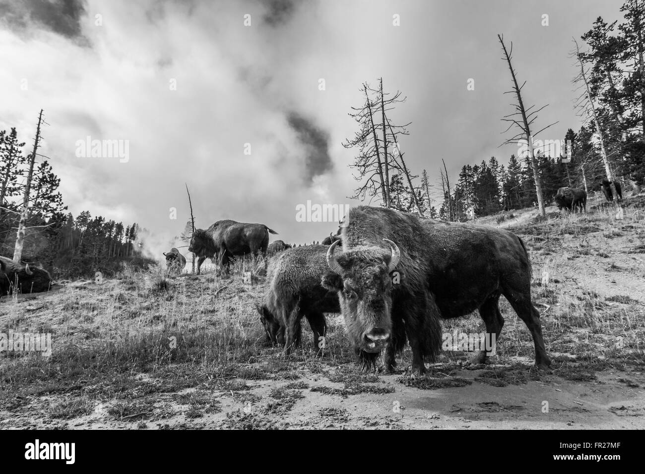 Zahlreiche amerikanische Bison / Büffel im Yellowstone National Park mit bewölktem Himmel Stockfoto