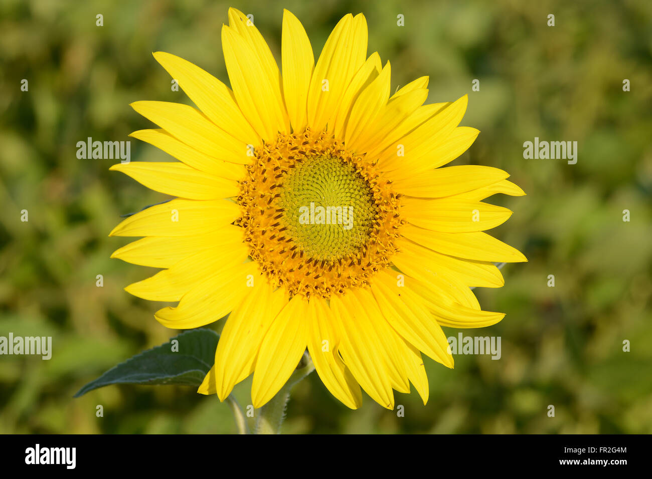 Hintergrundbild von einem Sonnenblumenfeld Stockfoto