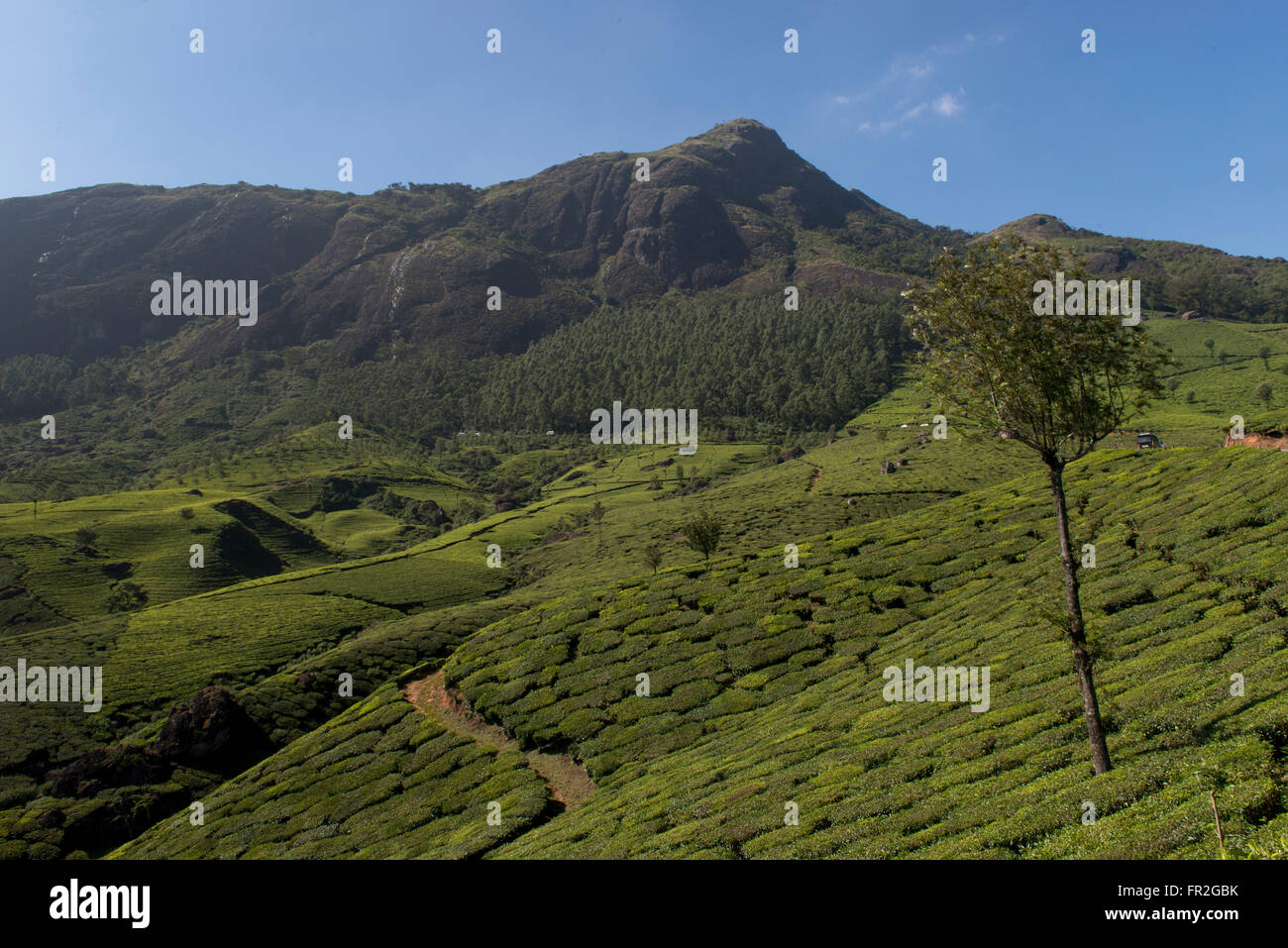 Tee Anwesen Landschaft, Western Ghats Stockfoto