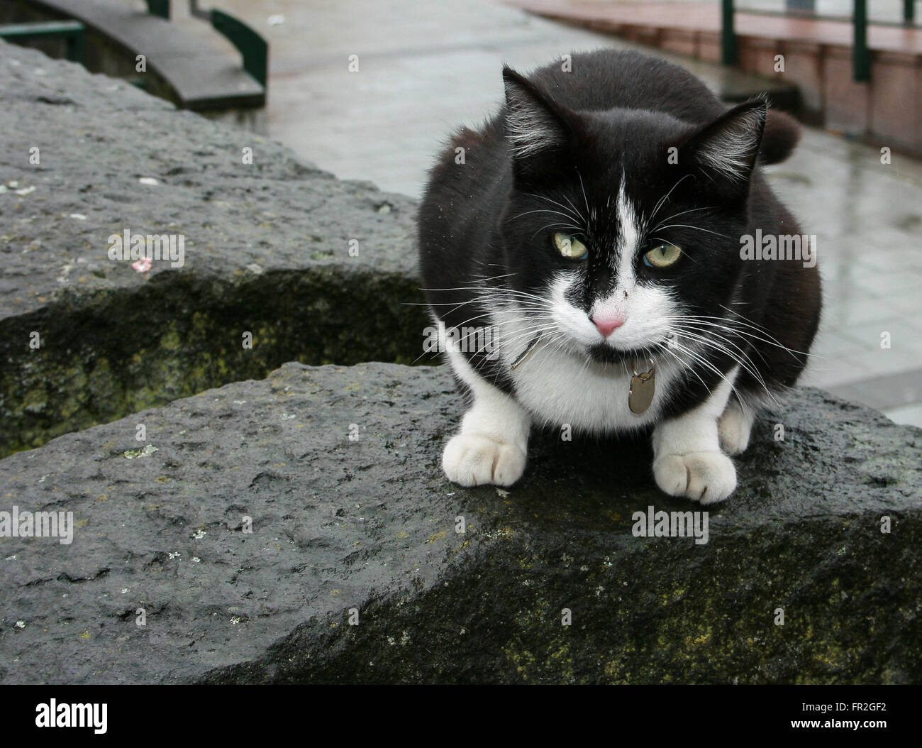 schwarze und weiße Katze in Reykjavik, Island Stockfoto