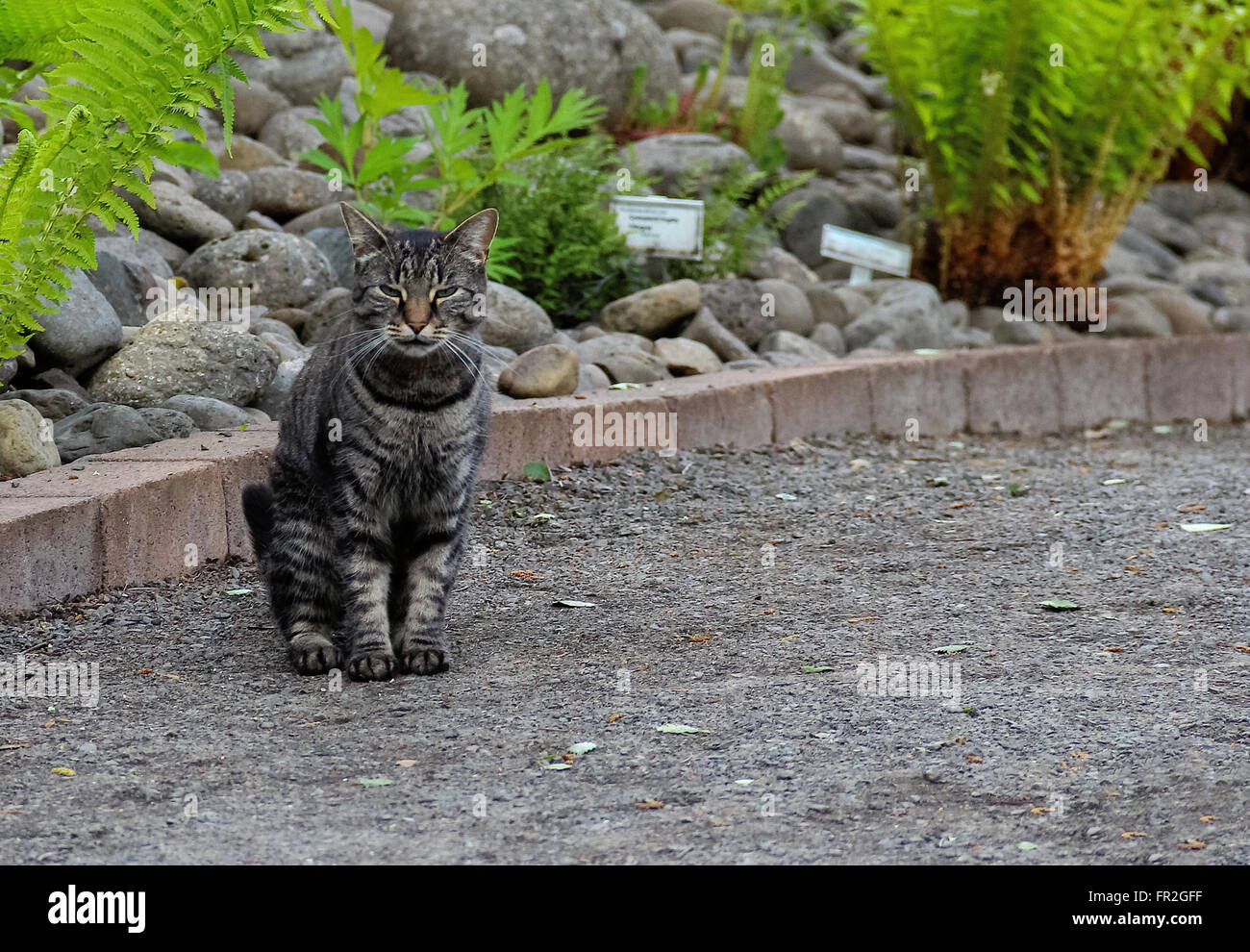 Tigerkatze in Akureyri Island Stockfoto