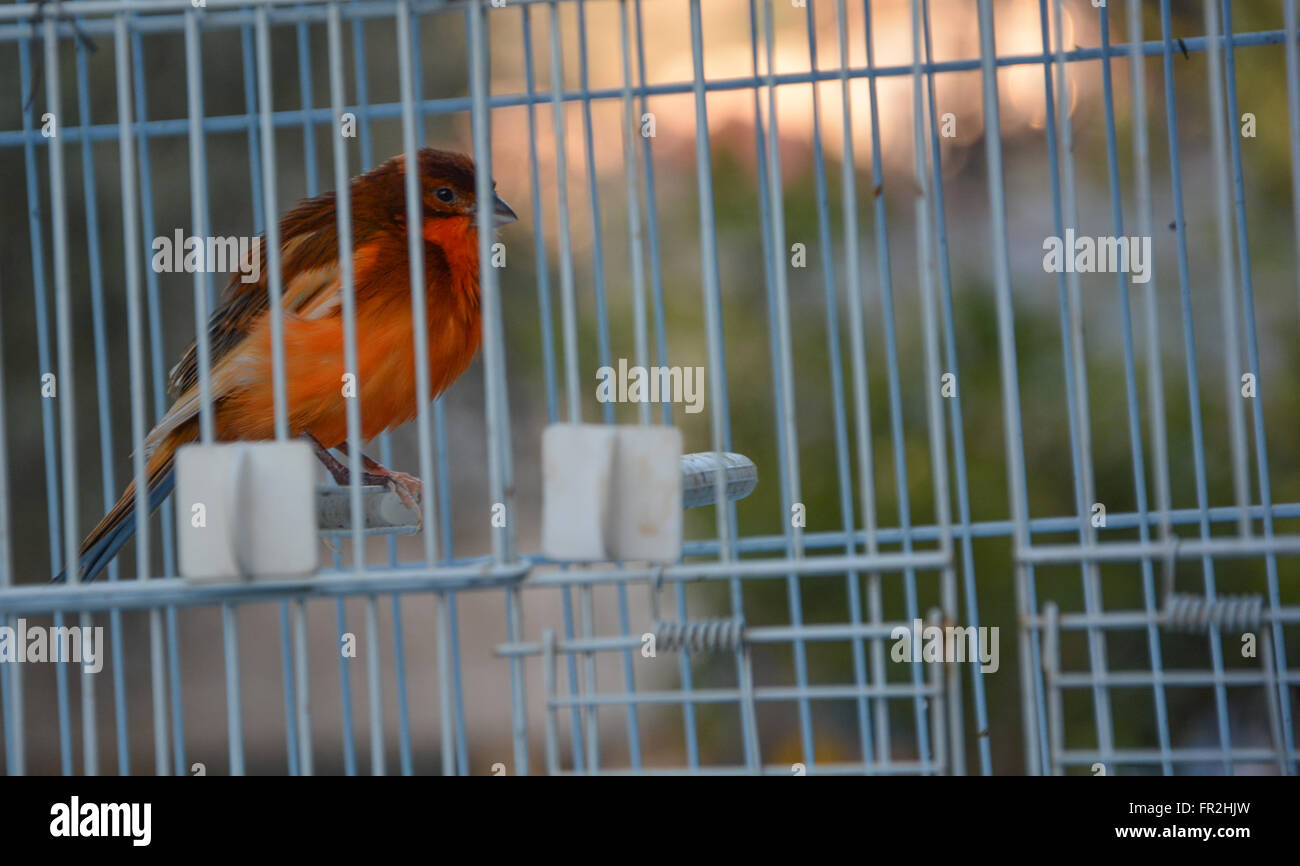 Vogel im Käfig Stockfoto
