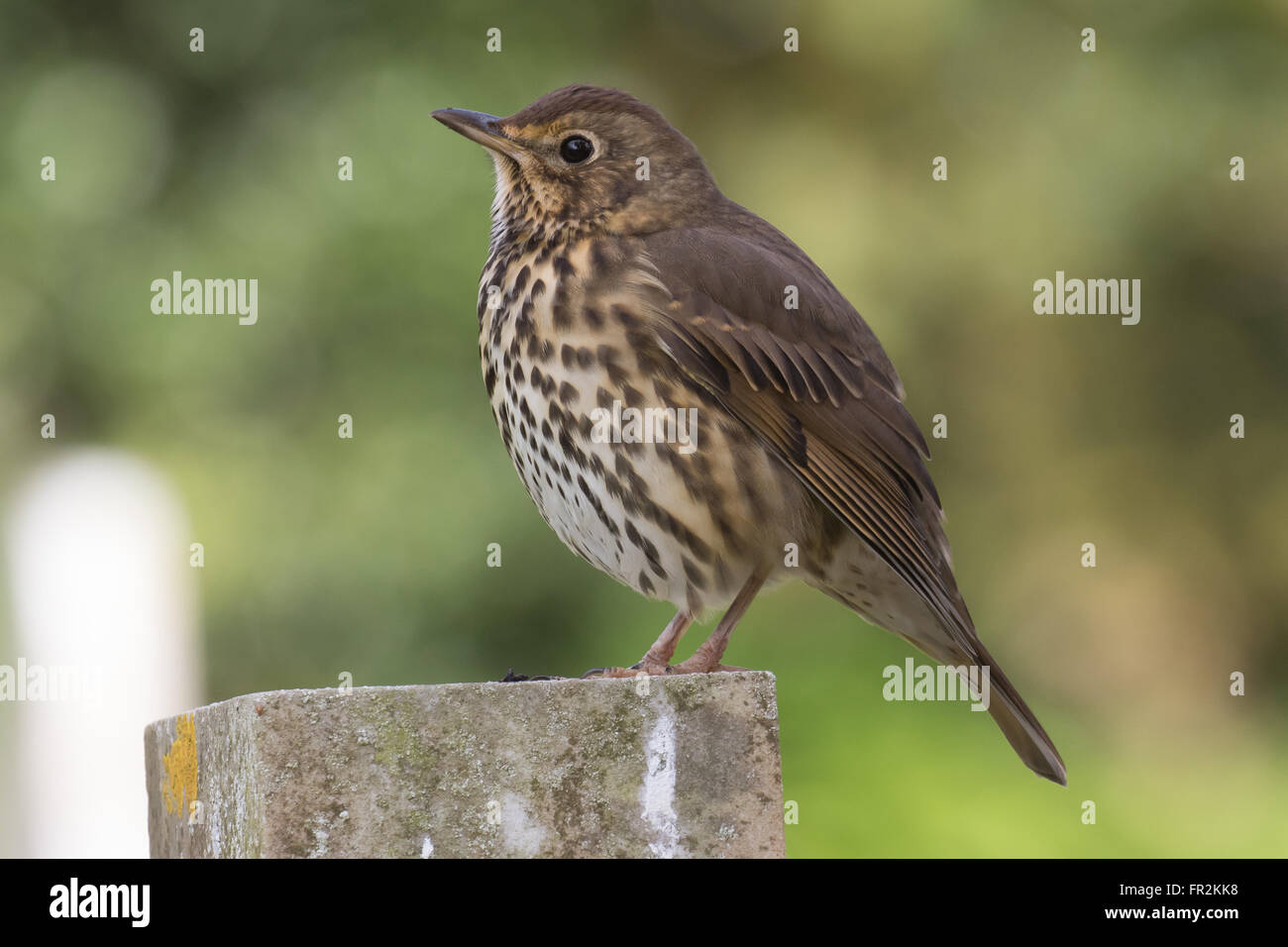 Singdrossel, einen gemeinsamen Garten Vogel von Großbritannien und Europa Stockfoto