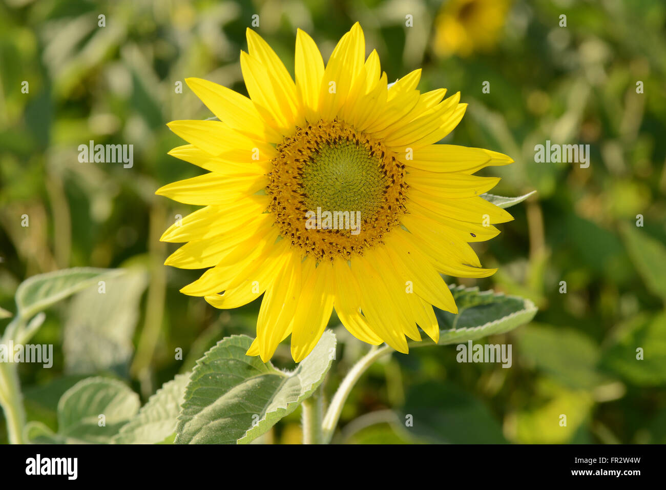 Leuchtend gelbe Sonnenblumen Stockfoto
