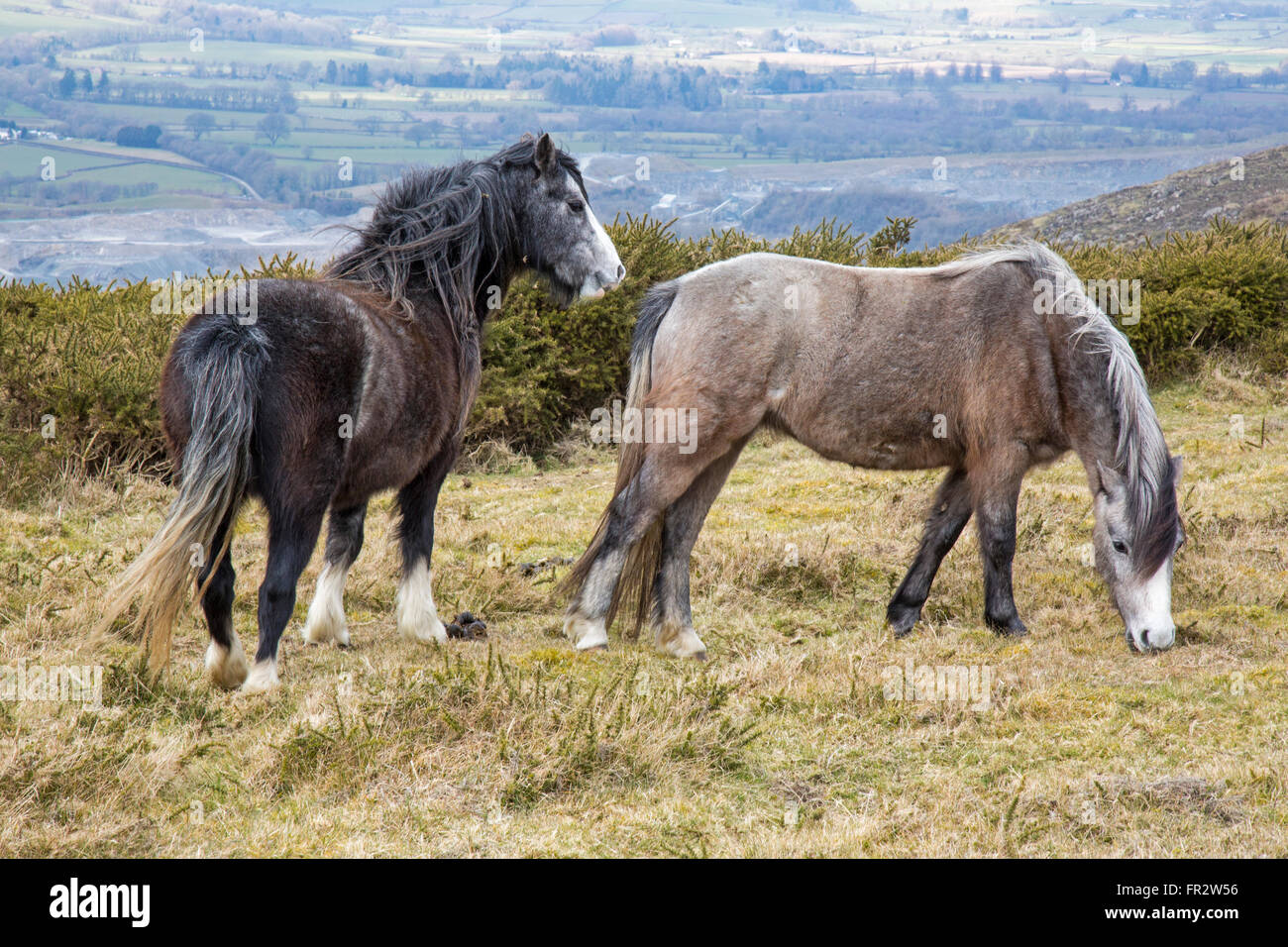 Halb wild Welsh Mountain Ponys auf Hergest Ridge in der Nähe von Kington, Herefordshire, England. Stockfoto