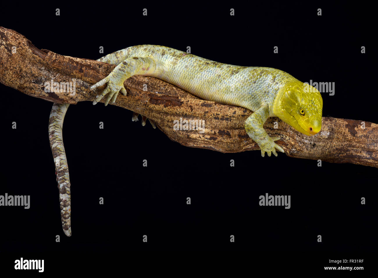 Nördlichen Affe-tailed Skink (Corucia Zebrata Alfredschmidti) Stockfoto