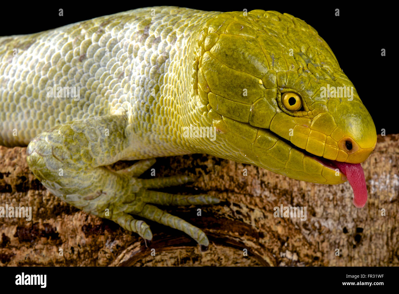 Nördlichen Affe-tailed Skink (Corucia Zebrata Alfredschmidti) Stockfoto