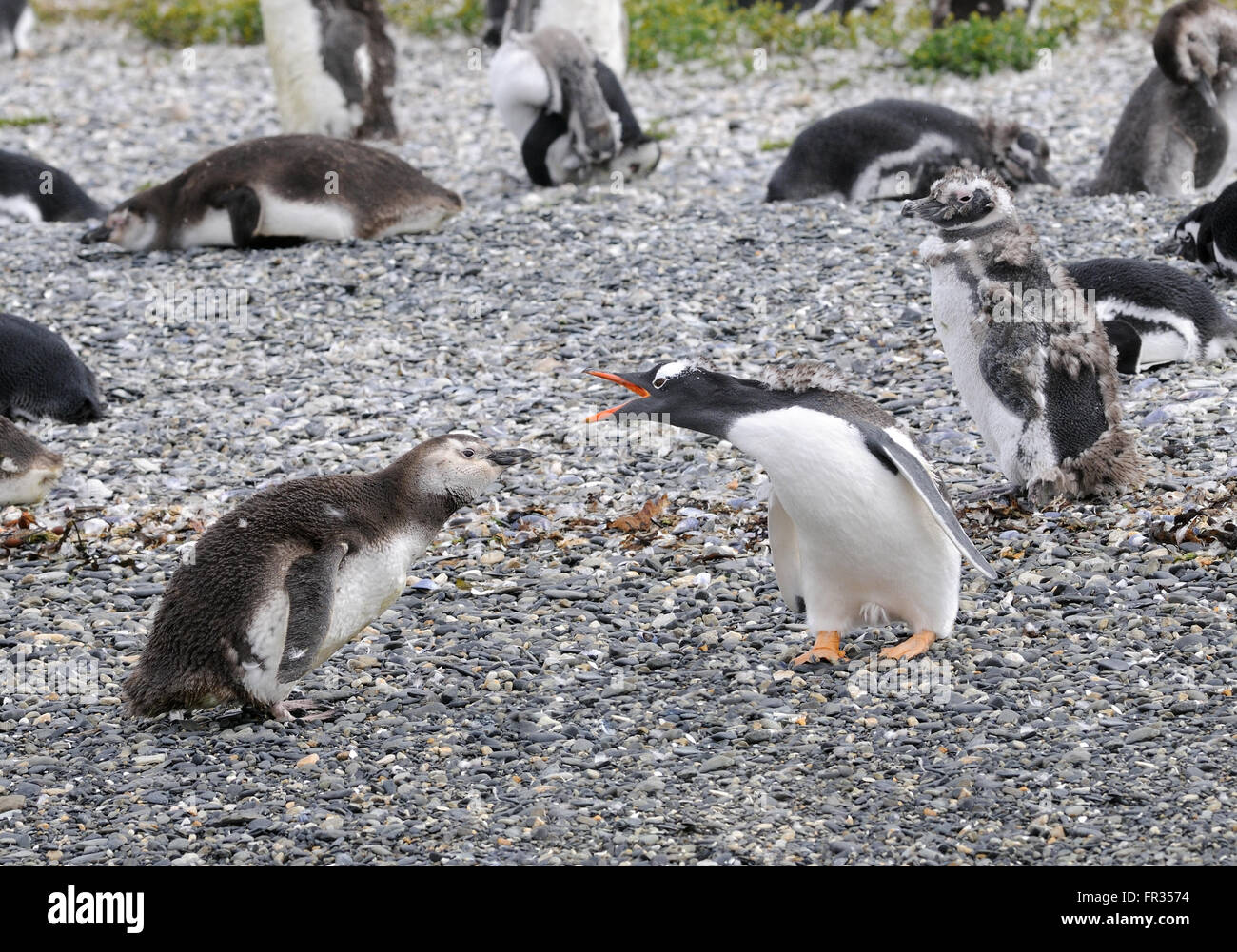Ein Erwachsener Gentoo Pegnguin (Pygoscelis Papua) scheint ein junger Magellan-Pinguin (Spheniscus Magellanicus) Rügens werden Stockfoto
