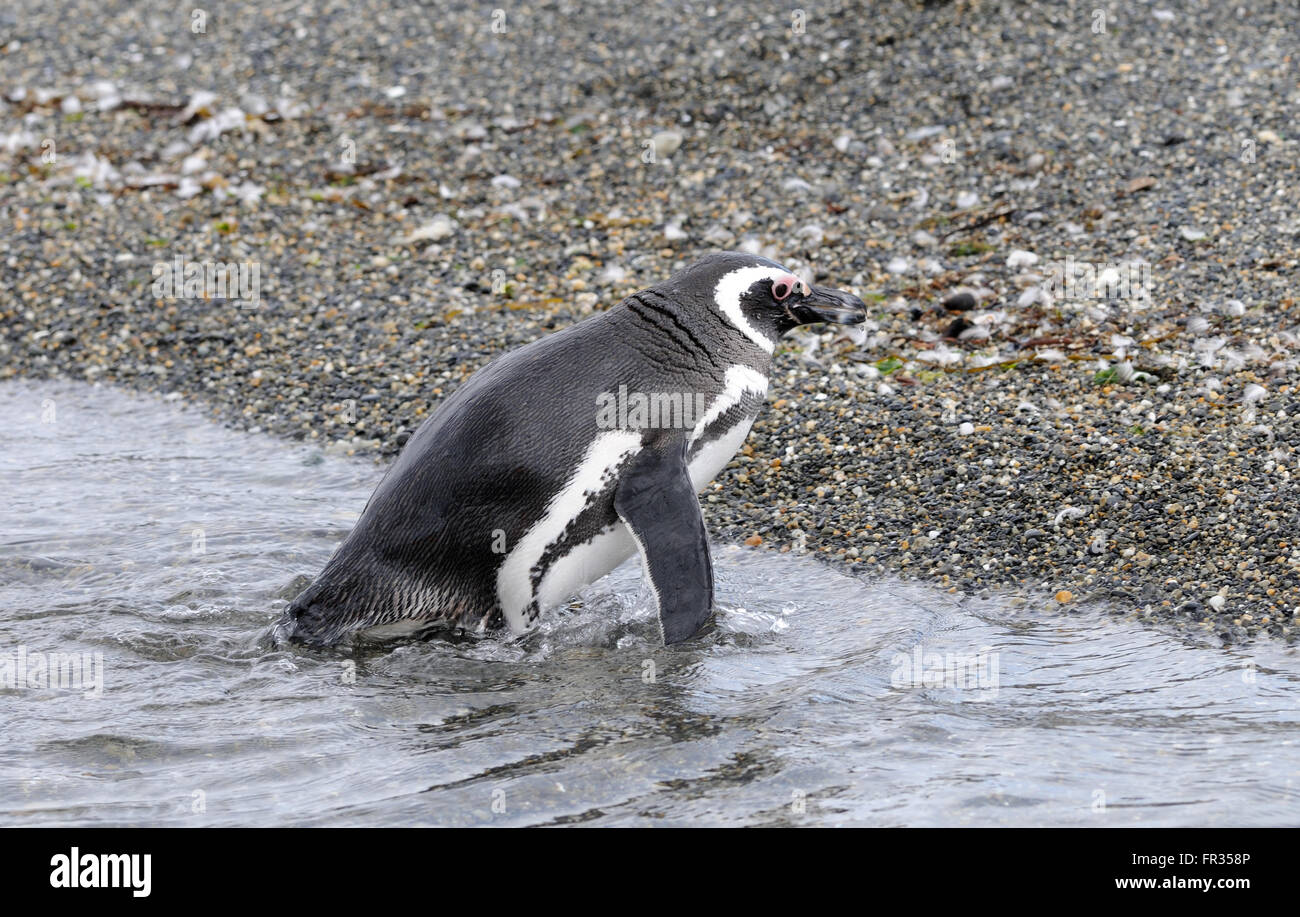 Einem Magellan-Pinguin (Spheniscus Magellanicus) fährt das Meer um die Brutkolonie auf Isla Martillo im Beagle-Kanal. Stockfoto