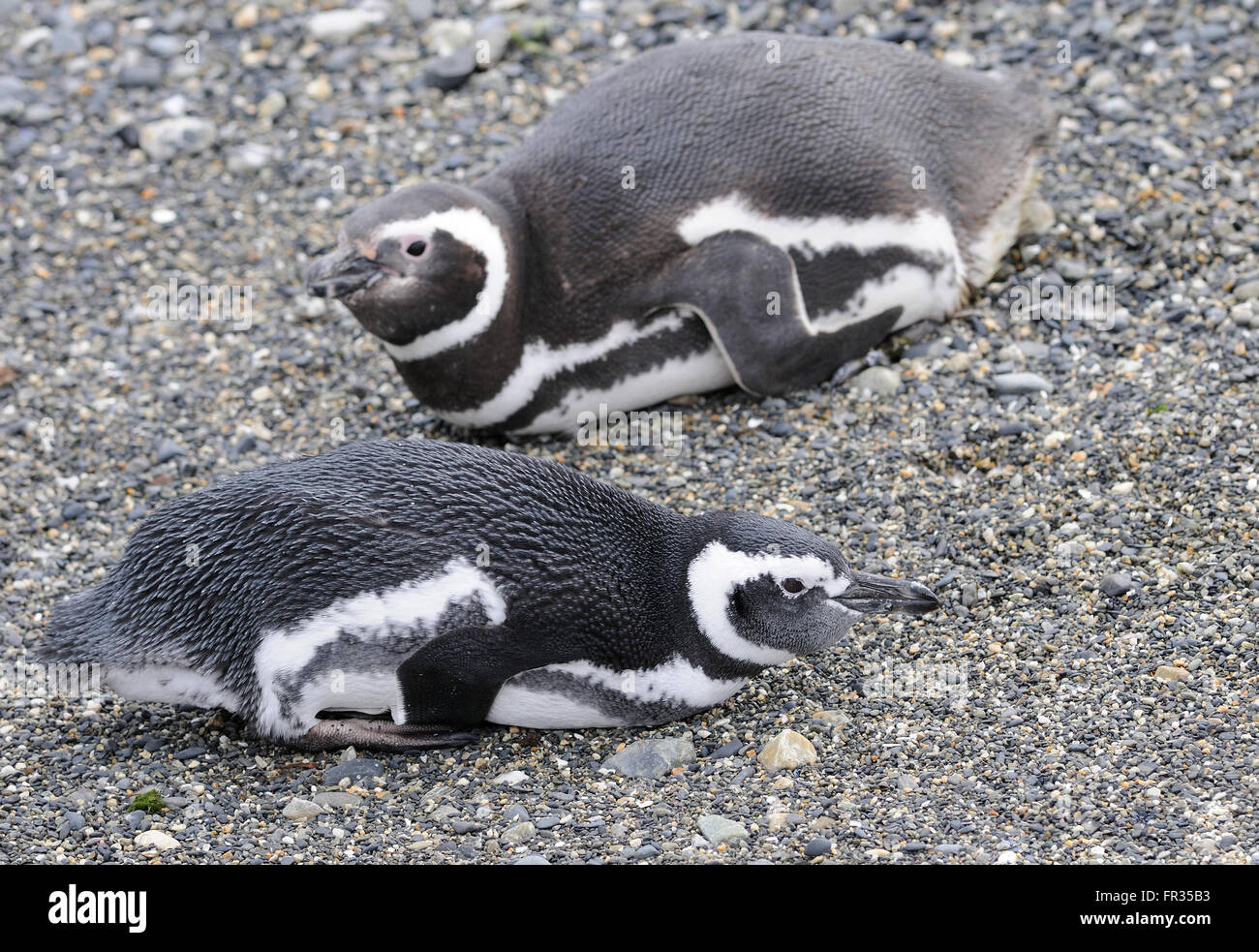Magellan-Pinguine (Spheniscus Magellanicus) ruht auf ihre Brutkolonie auf Isla Martillo im Beagle-Kanal. Stockfoto