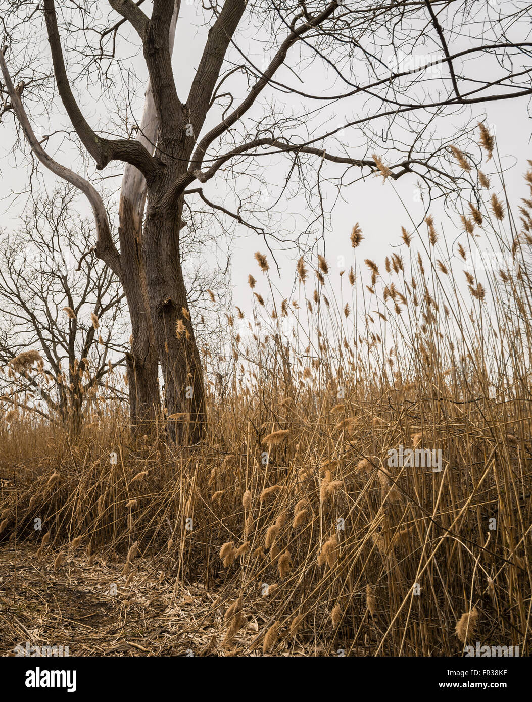 Ein Bett aus gemeinsamen Schilf (Phragmites Australis) in Jamaica Bay Wildlife Refuge, New York, im Winter mit einem Baum mit keine Blätter. Stockfoto