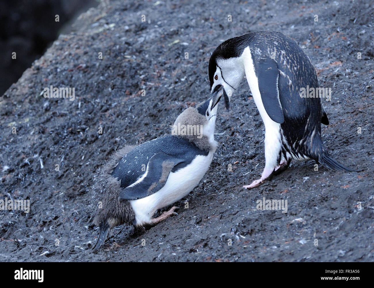 Ein junger Kinnriemen Pinguin (Pygoscelis Antarctica), fast vollständig gehäutet in Erwachsene Gefieder ist von einem Erwachsenen gefüttert.  Saunders Island Stockfoto