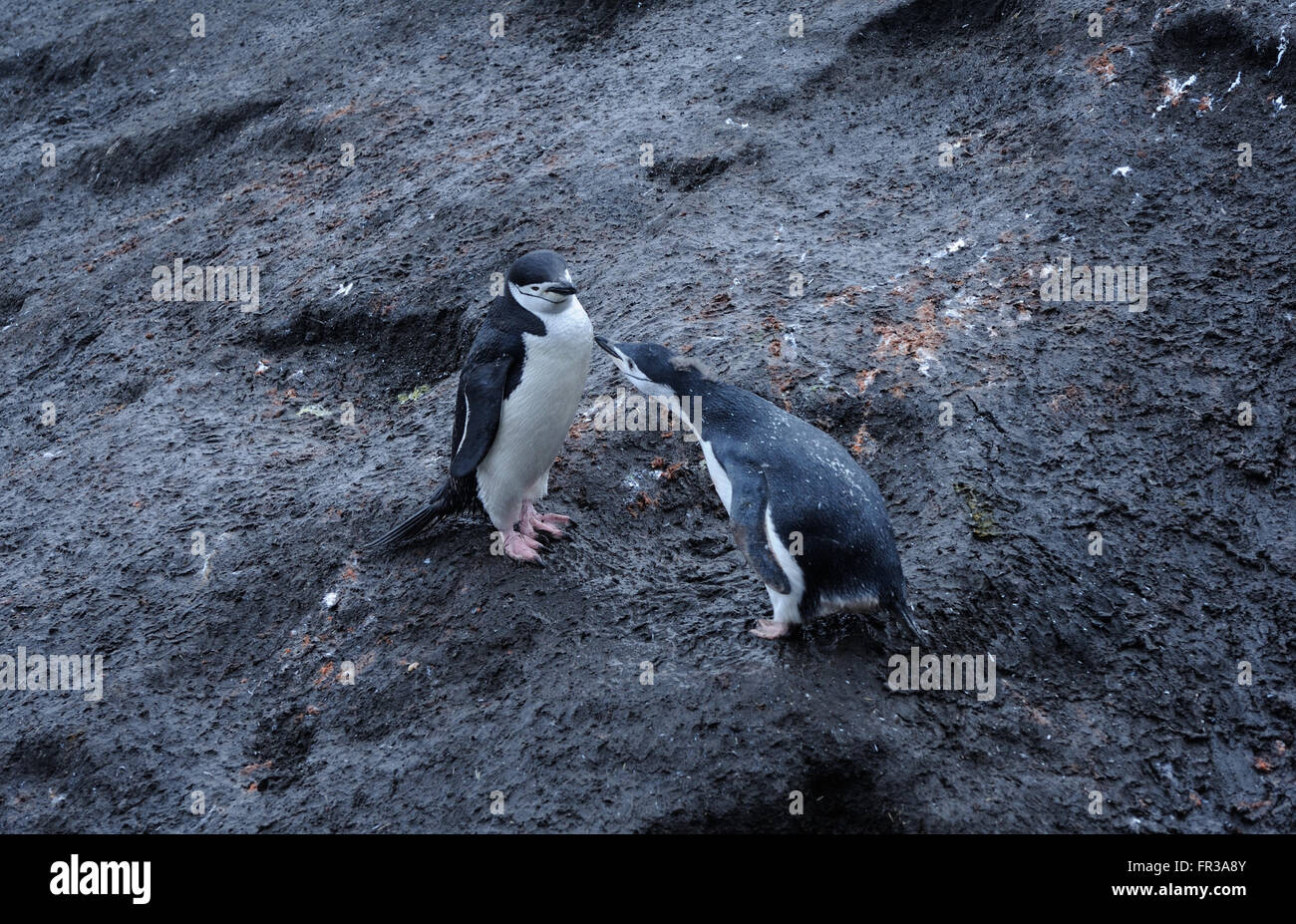 Ein junger Kinnriemen Pinguin (Pygoscelis Antarctica), fast vollständig gehäutet in Erwachsene Gefieder bettelt um Essen.  Saunders Island Stockfoto