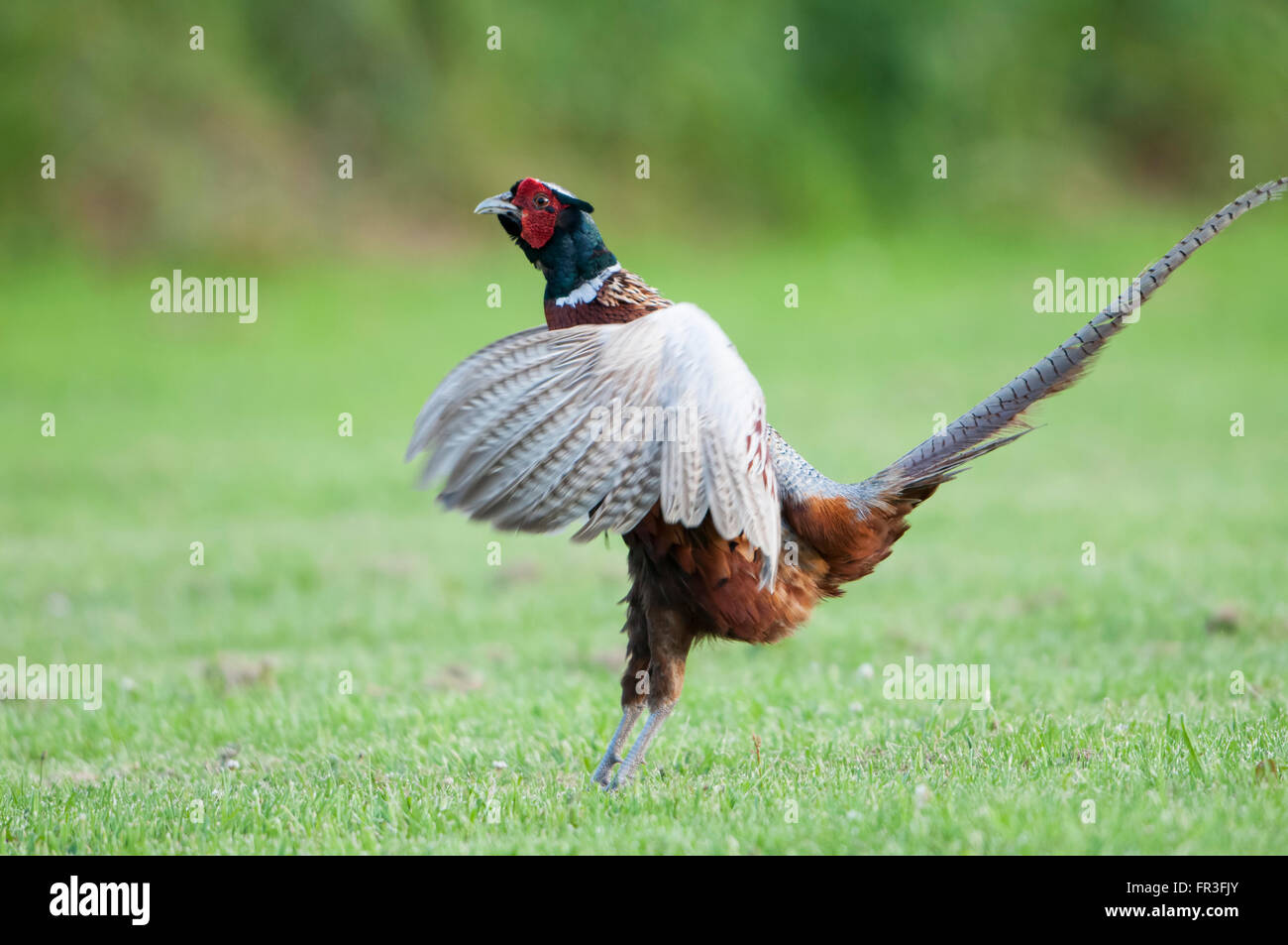 Ein einzelnes Männchen ruft Fasan (Phasianus Colchius), während kurze Gras, Norfolk, Großbritannien Stand Stockfoto