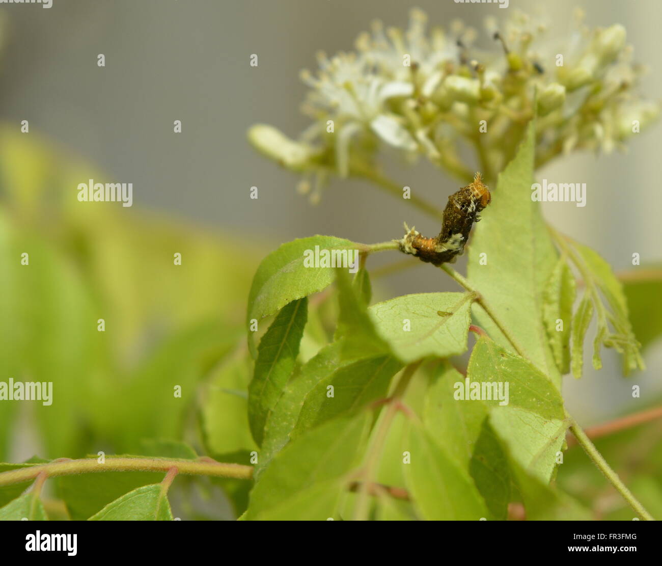 Zitrus Schmetterling Raupe/Larve (Papelio Demoleus). Stockfoto