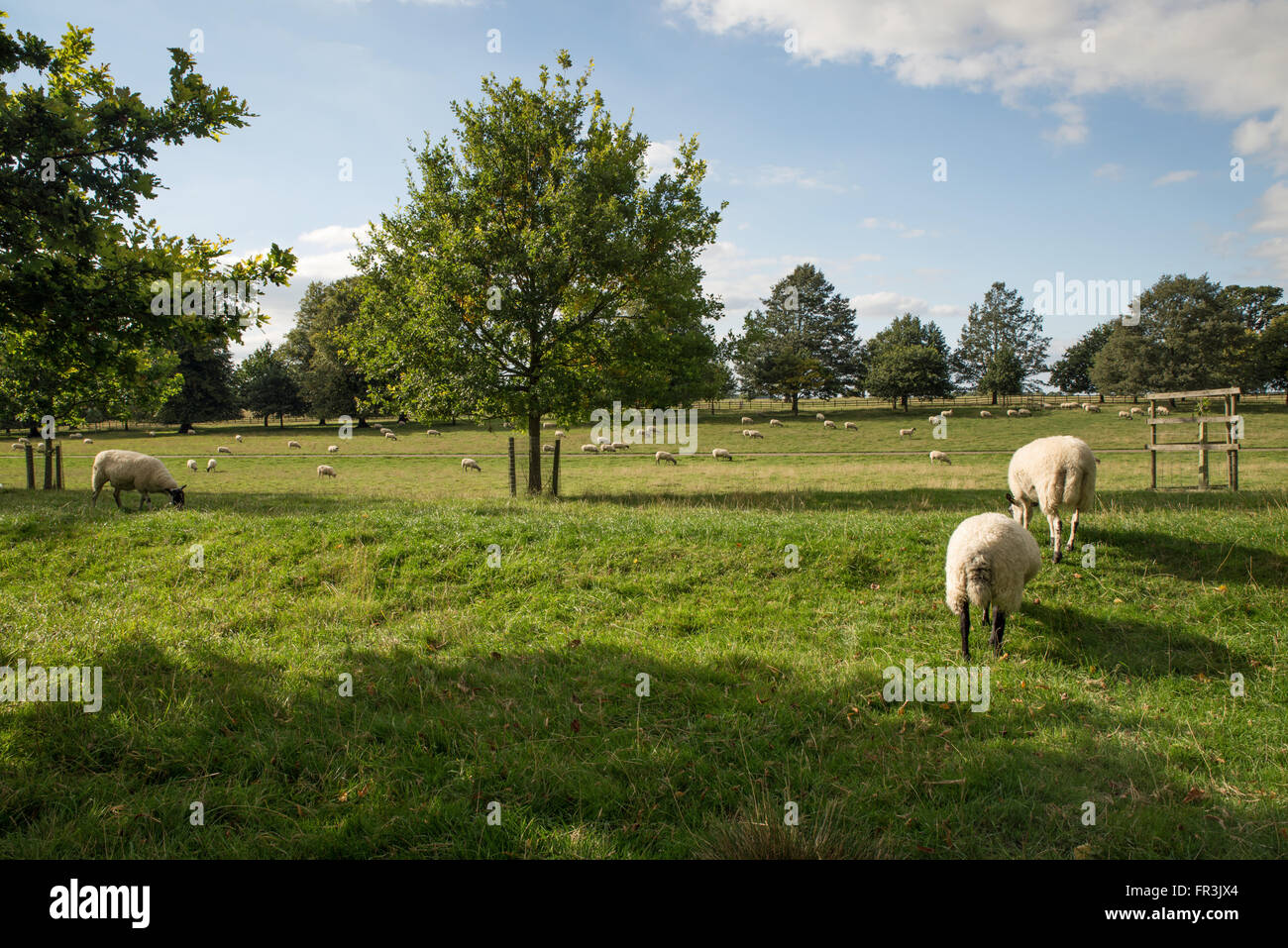 Schafe auf Ackerland Vereinigtes Königreich Stockfoto