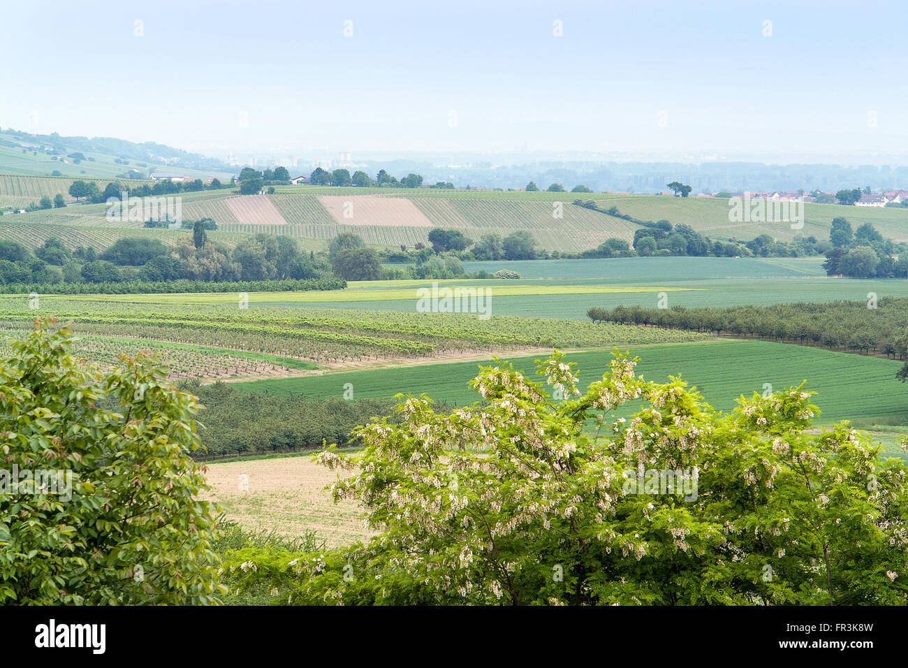 idyllische Landschaft der Weinregion Rheinhessen rund um Loerzweiler in Rheinland-Pfalz in Deutschland Stockfoto