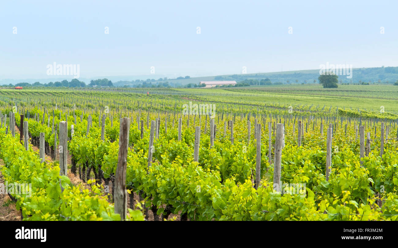 idyllische Landschaft der Weinregion Rheinhessen rund um Loerzweiler in Rheinland-Pfalz in Deutschland Stockfoto