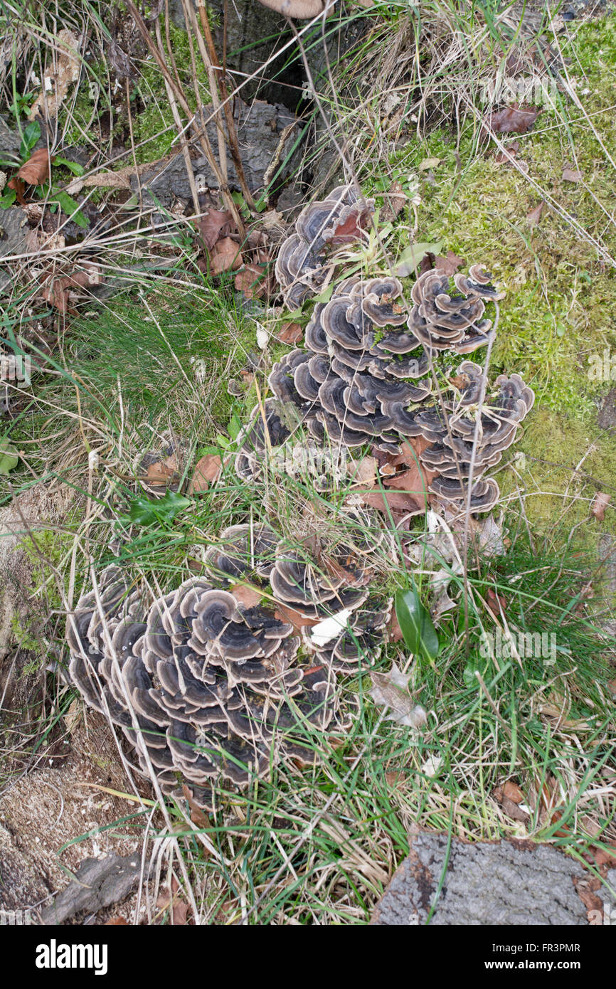 Pilze wachsen auf Baumstamm Stockfoto