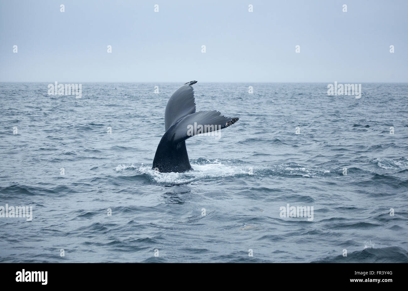 Whale Tail Buckelwale Ozean Bucht Tierwelt Meer Wale Wasser marine Naturbeobachtung Säugetier Splash Tierleben Fin blau wild endangere Stockfoto