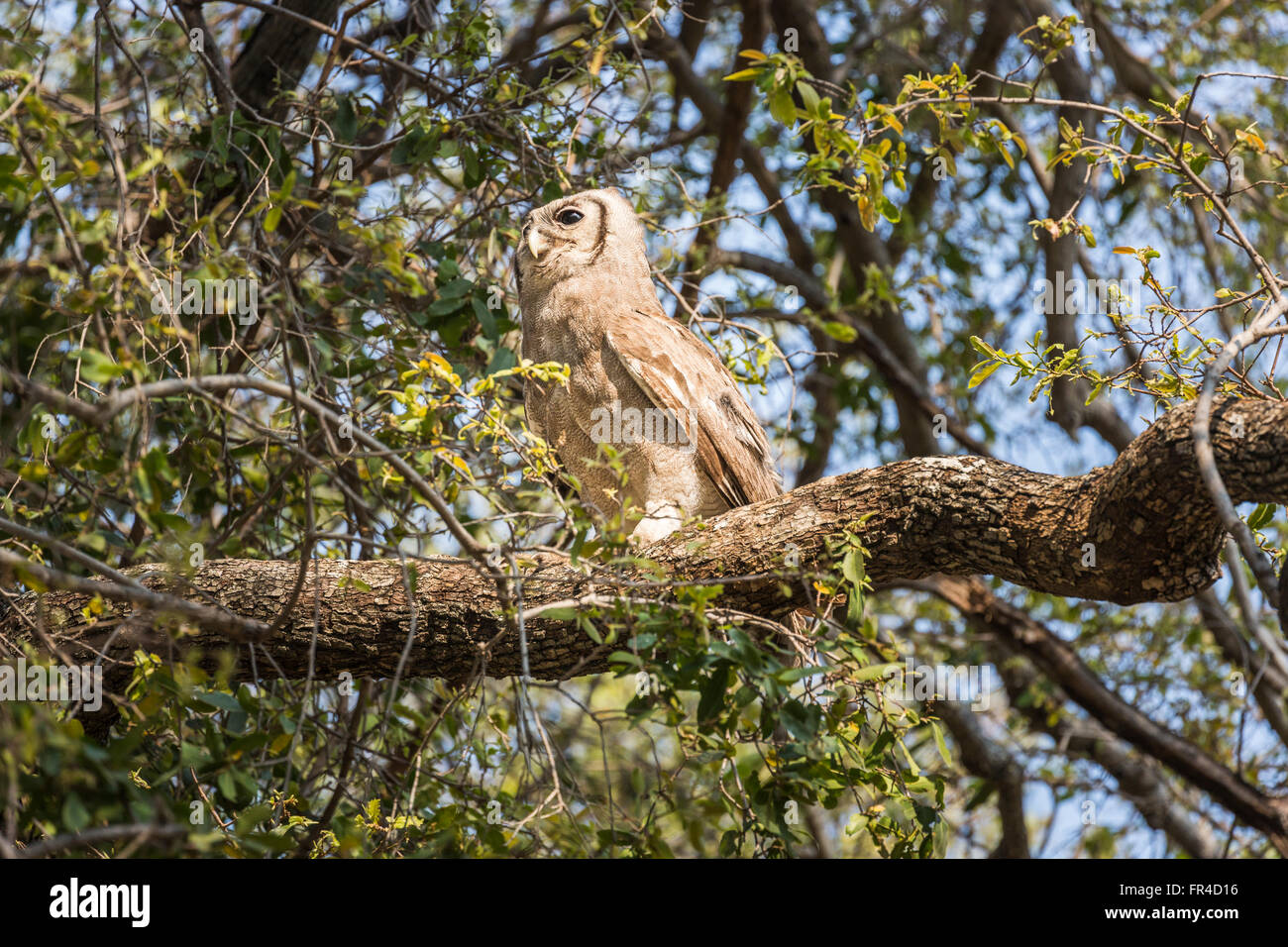 Verraux Uhu oder riesige Uhu (Bubo Lacteus) hocken auf einem Ast Sandibe Camp Moremi Game Reserve, Okavango Delta, Botswana, Afrika Stockfoto