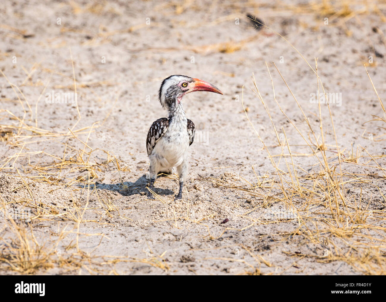 Northern Red-billed Hornbill (Tokus erythrorhynchus) auf dem Boden in der Savanne, Sandibe Camp, Moremi Wildreservat, Kalahari, Okavango Delta, Botswana, Afrika Stockfoto