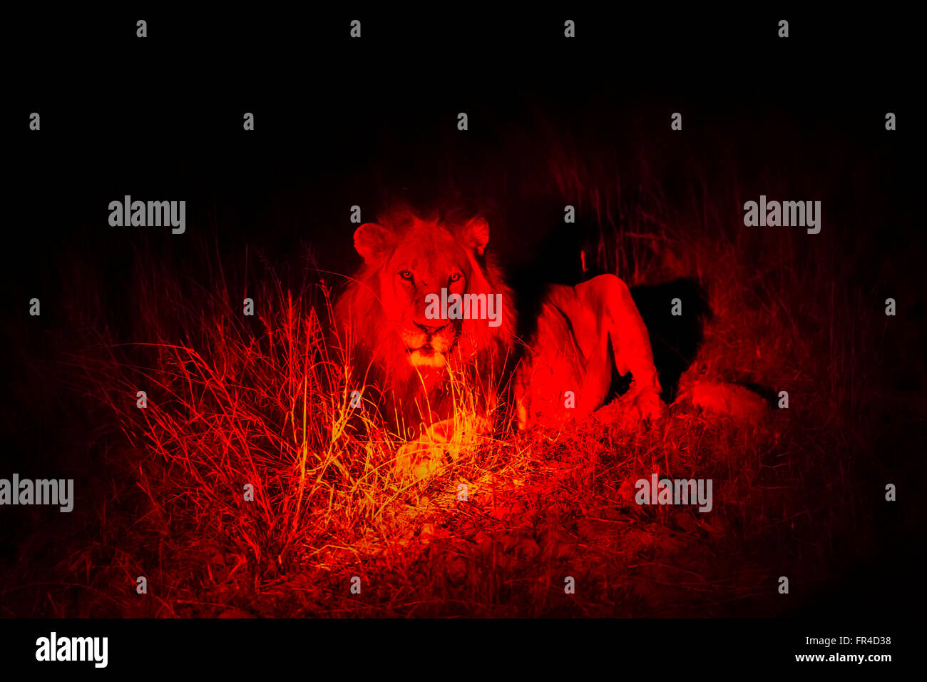 Männlicher Löwe (Panthera Leo) durch eine rote Lampe, Sandibe Camp, durch das Moremi Game Reserve, Okavango Delta, Botswana Schmierblutungen beleuchtet Stockfoto