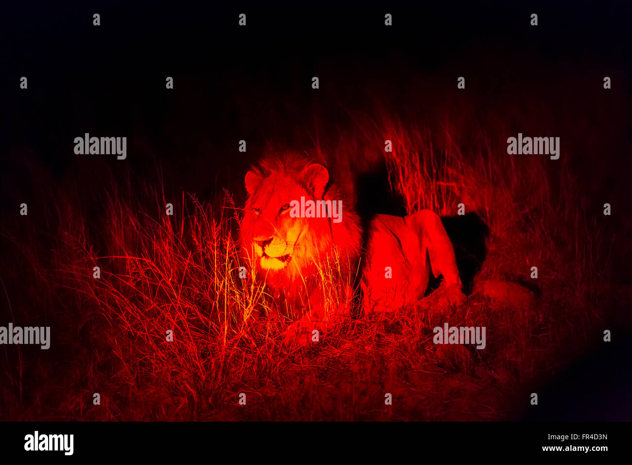 Männlicher Löwe (Panthera Leo) durch eine rote Lampe, Sandibe Camp, durch das Moremi Game Reserve, Okavango Delta, Botswana Schmierblutungen beleuchtet Stockfoto