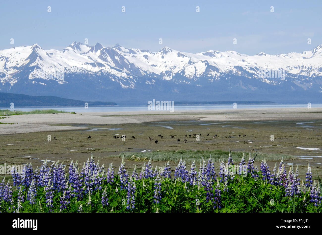 Strand in der Nähe von Juneau, Alaska mit Blick in Richtung der Chilkat Mountain Range Adler Stockfoto