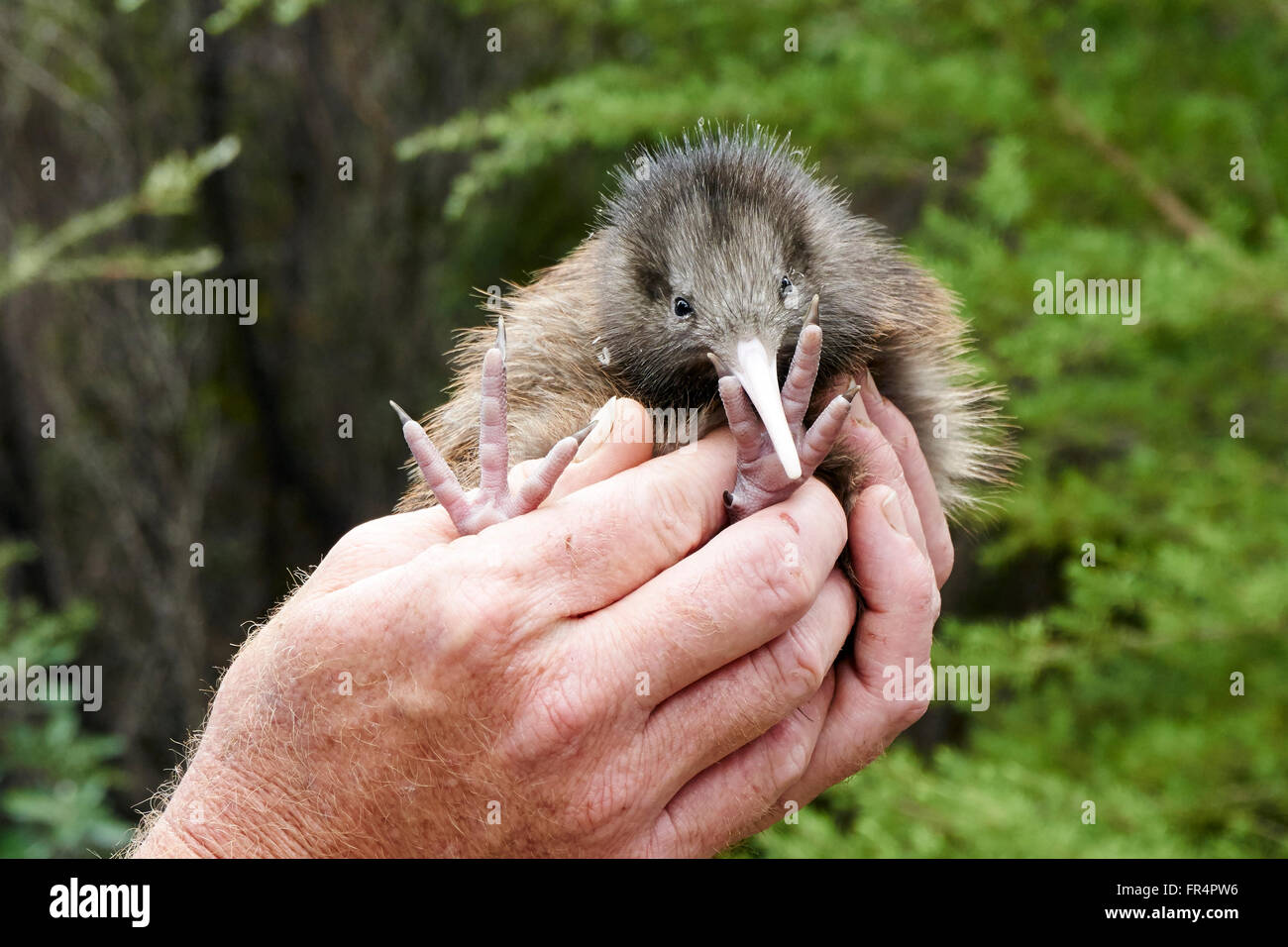 Neuseeland Kiwi-Vogel-Küken Stockfoto