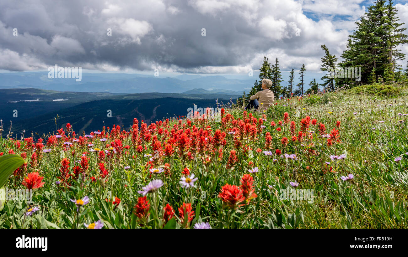 Frau genießen die Alpenblumen in der Hochalpinen von Tod Berg in der Sushwap Hochland in British Columbia, Kanada Stockfoto