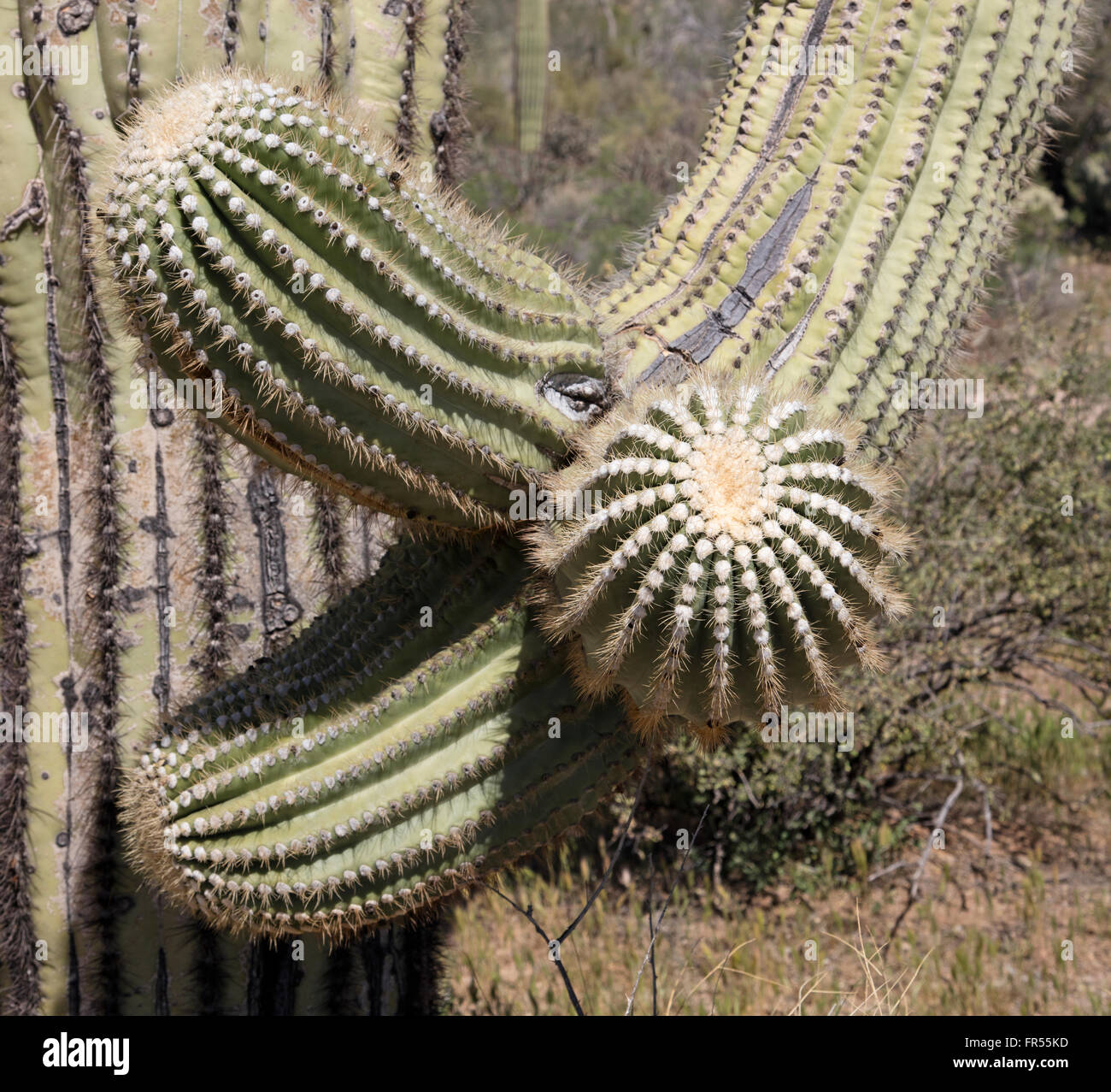 Dornige Glieder der einen gigantischen Saguaro-Kaktus Stockfoto