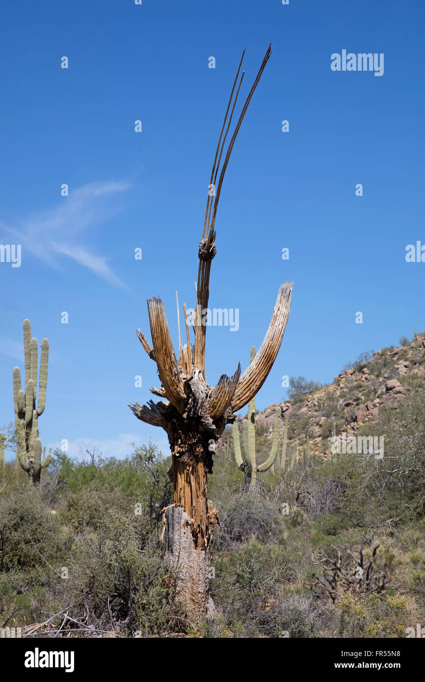 ziergras kunstpflanze Kunstpflanzen | Künstliches Ziergras - Arax, 55 cm | Wie echt