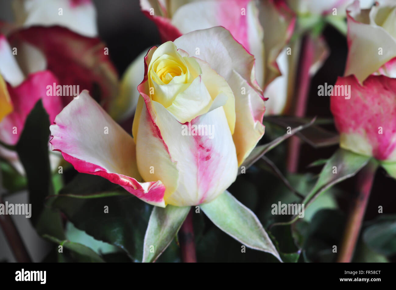 Rosen-Creme und rot Stockfoto