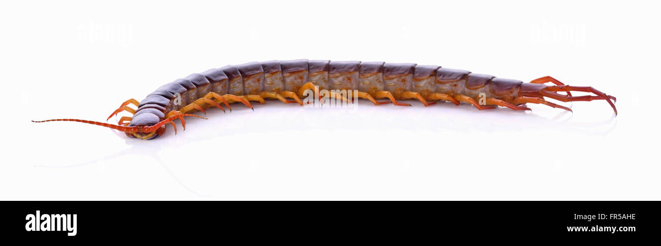 Tausendfüßler auf weißem Hintergrund Stockfotografie - Alamy