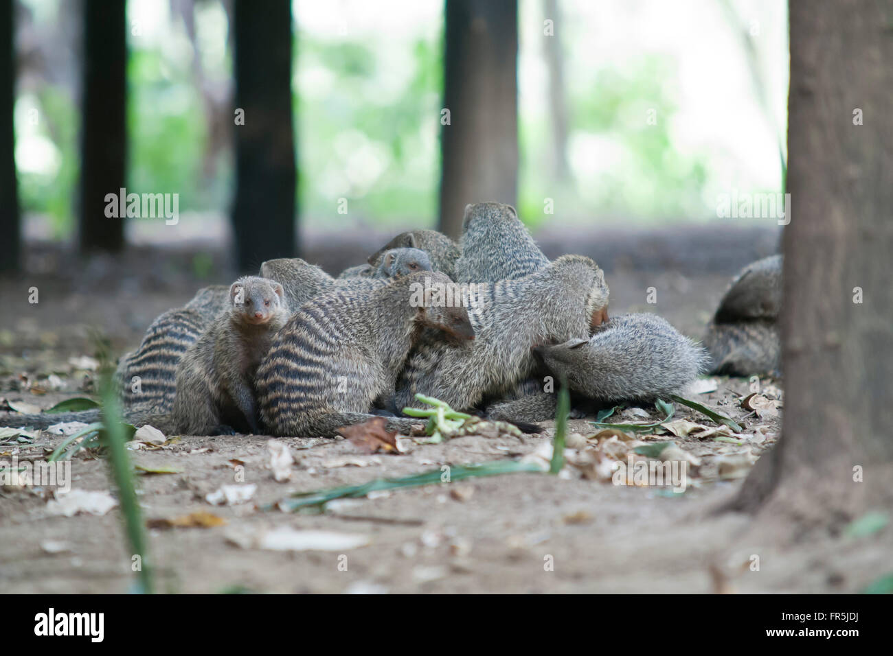 Mangusten in Masai Mara Nationalpark Kenias Stockfoto