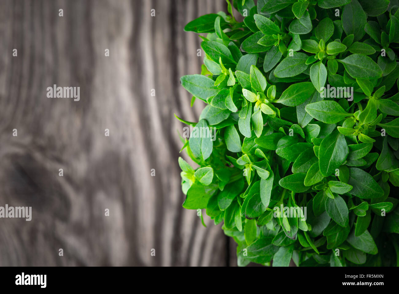 Basilikumblätter auf einem hölzernen Hintergrund verschwommen rechts horizontal Stockfoto