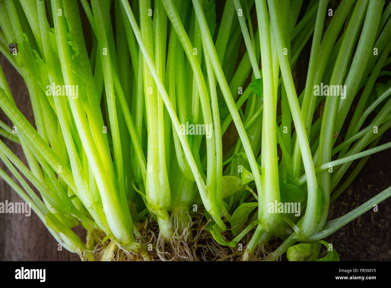 Ergibt sich grün und Wurzeln von Basil hautnah horizontal Stockfoto