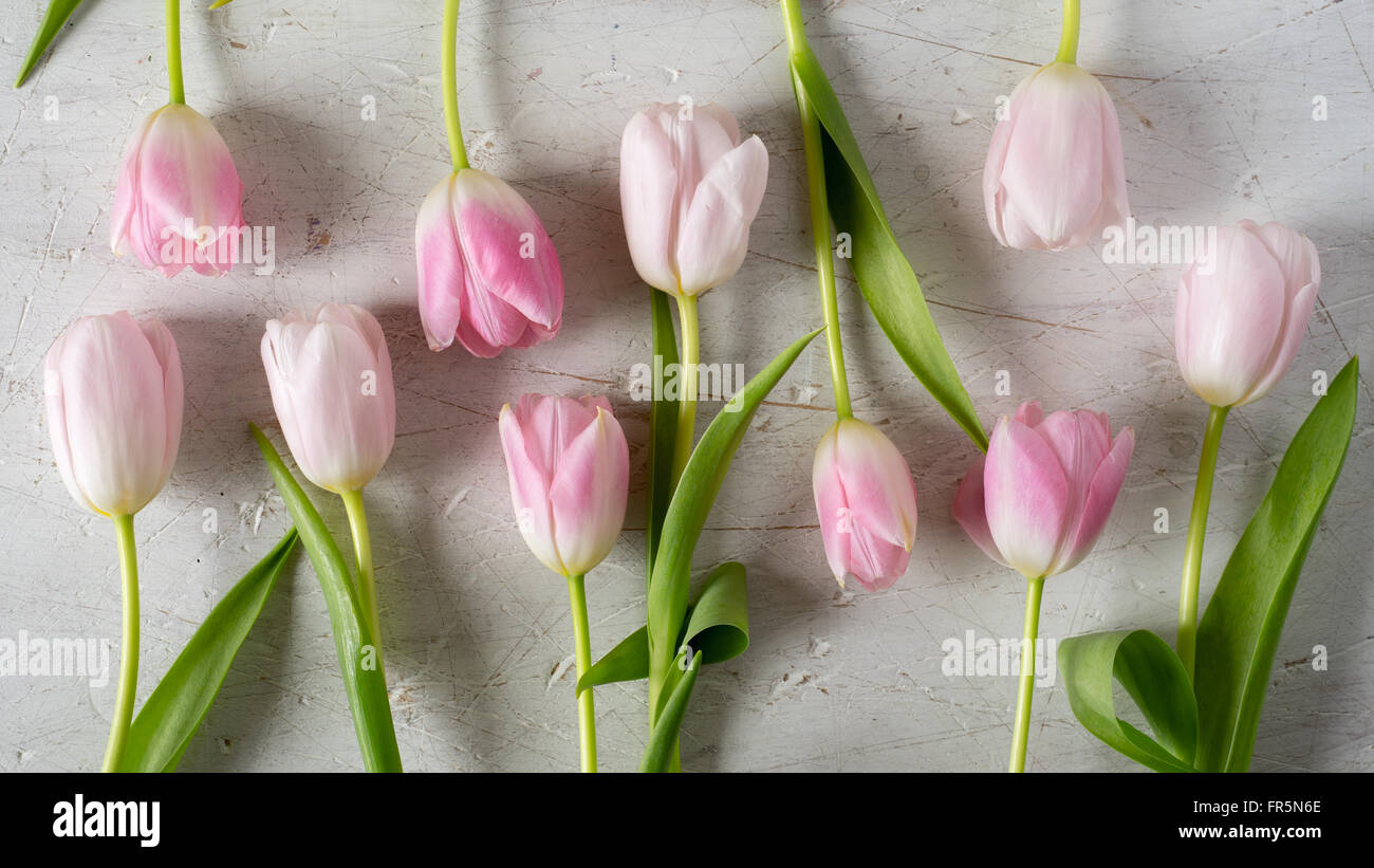 Rosa Tulpen auf einem weißen Hintergrund horizontale Stockfoto