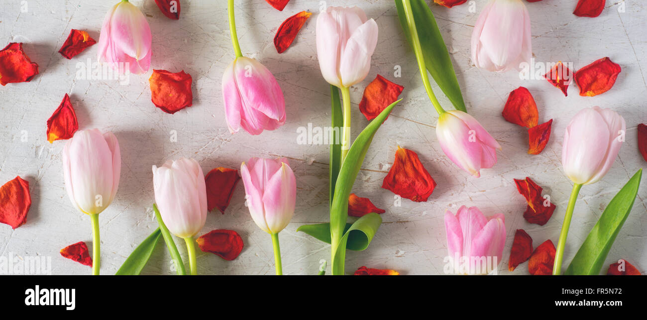 Rosa Tulpen und roten Blüten auf einem weißen Hintergrund horizontale Stockfoto