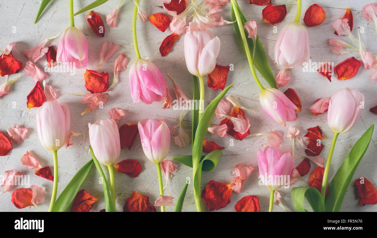 Rosa Tulpen und roten Blüten auf einem weißen Hintergrund horizontale Stockfoto