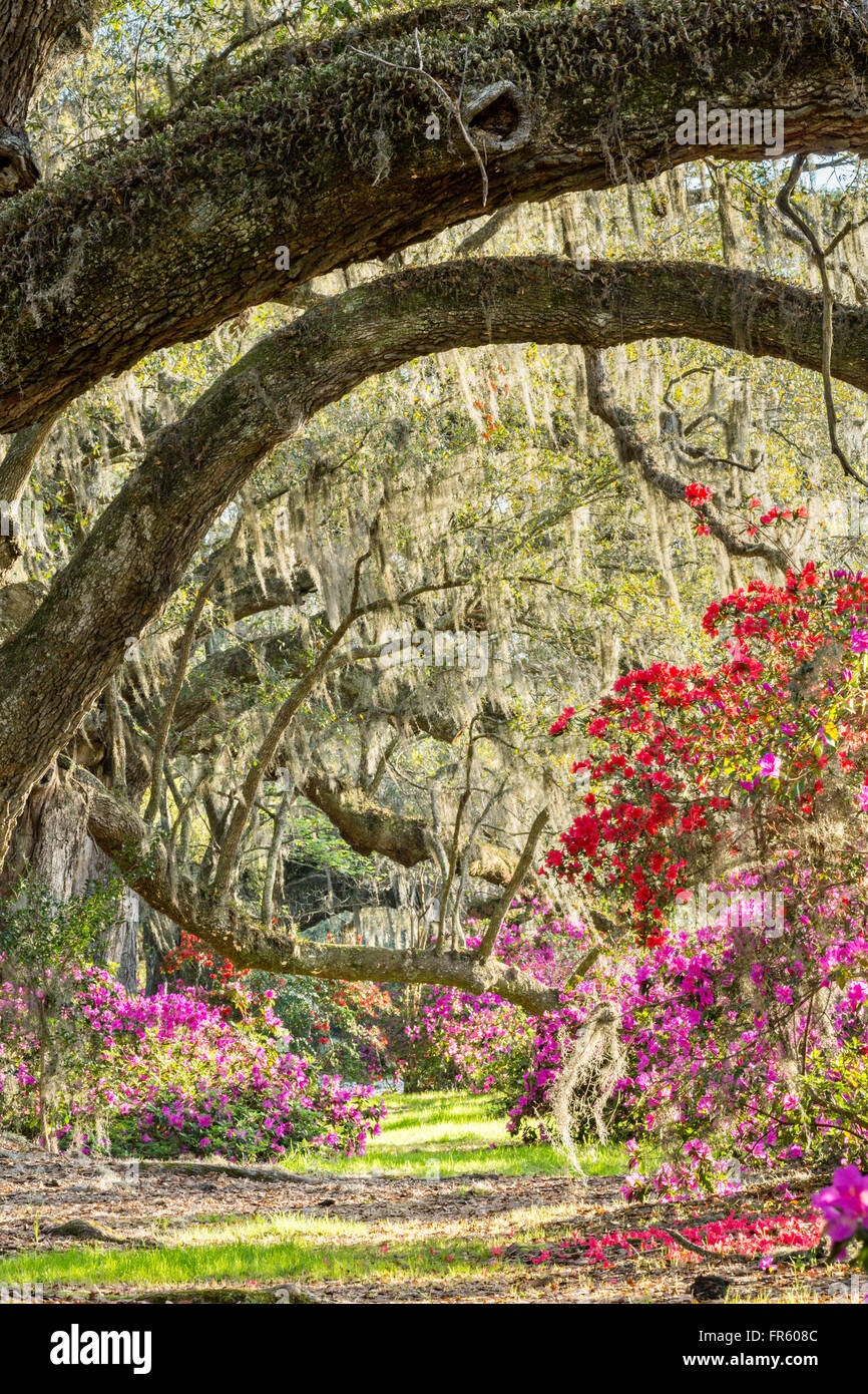 Charleston, South Carolina, USA. 21. März 2016. Südlichen Azaleen in Spitze Blüte unter einem Baldachin von Jahrhunderte alten Eichen Bäumen bedeckt mit spanischem Moos am ersten Tag des Frühlings im Magnolia Plantation 21. März 2016 in Charleston, SC. Stockfoto