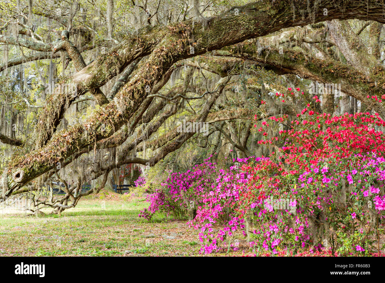 Charleston, South Carolina, USA. 21. März 2016. Südlichen Azaleen in Spitze Blüte unter einem Baldachin von Jahrhunderte alten Eichen Bäumen bedeckt mit spanischem Moos am ersten Tag des Frühlings im Magnolia Plantation 21. März 2016 in Charleston, SC. Stockfoto