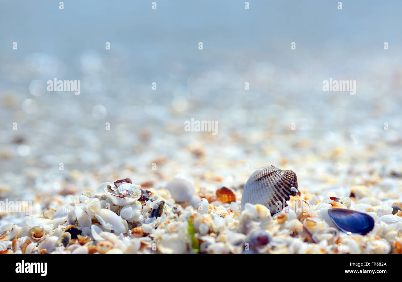 Muschel am Strand im Sommer Stockfoto